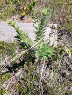 Image of western marbleseed