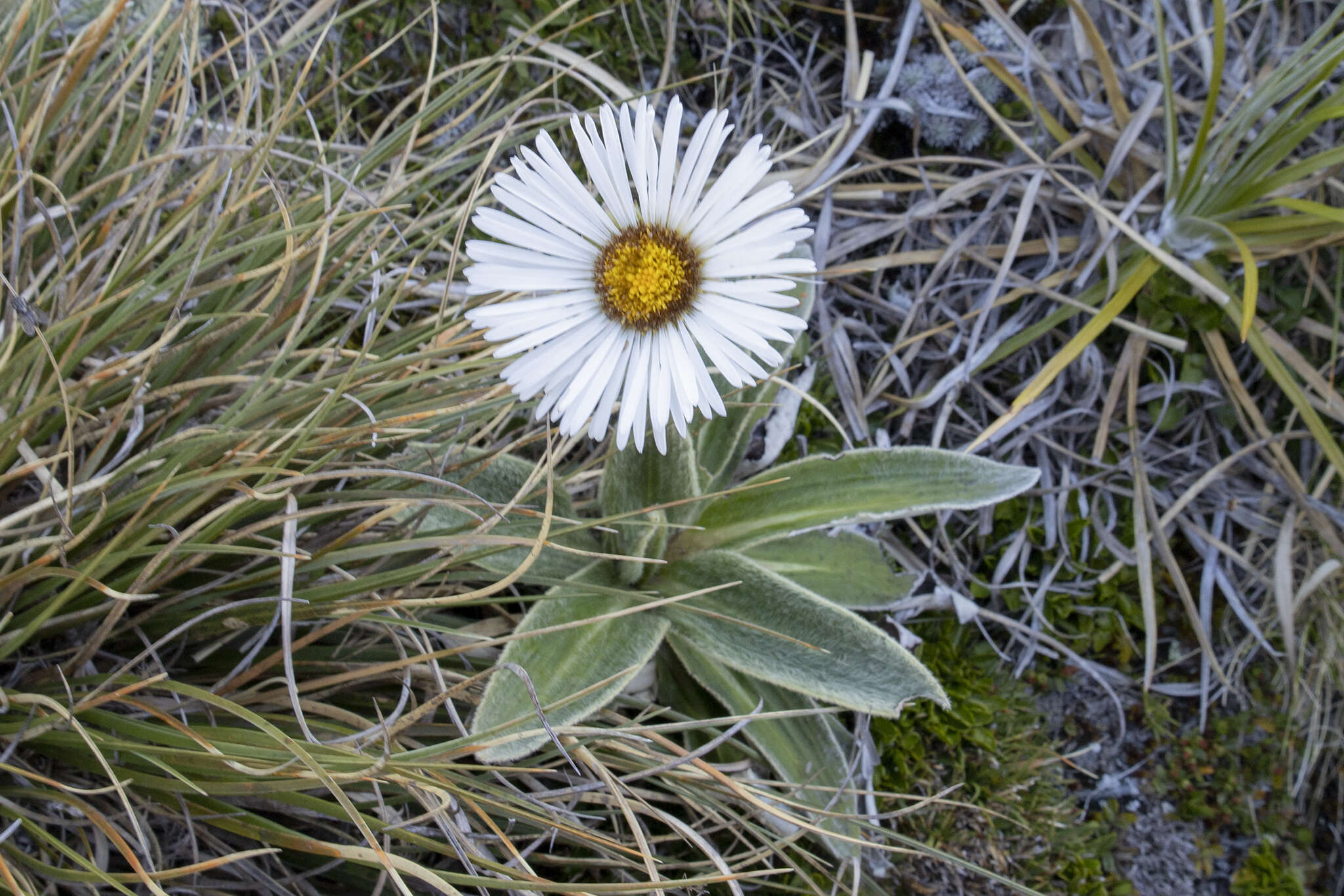 Plancia ëd Celmisia verbascifolia subsp. verbascifolia