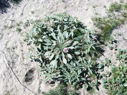 Imagem de Oenothera deltoides Torr. & Frem.