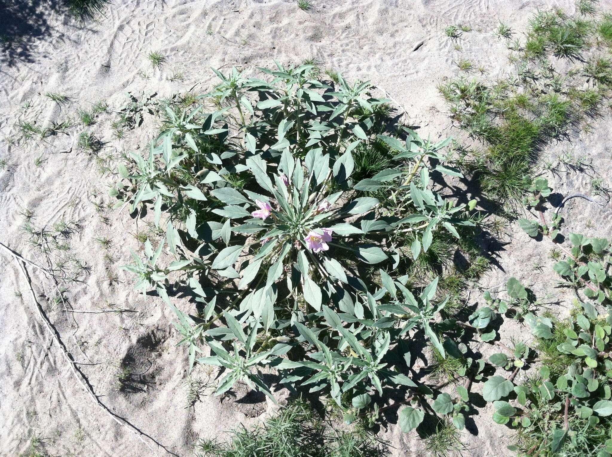 Imagem de Oenothera deltoides Torr. & Frem.