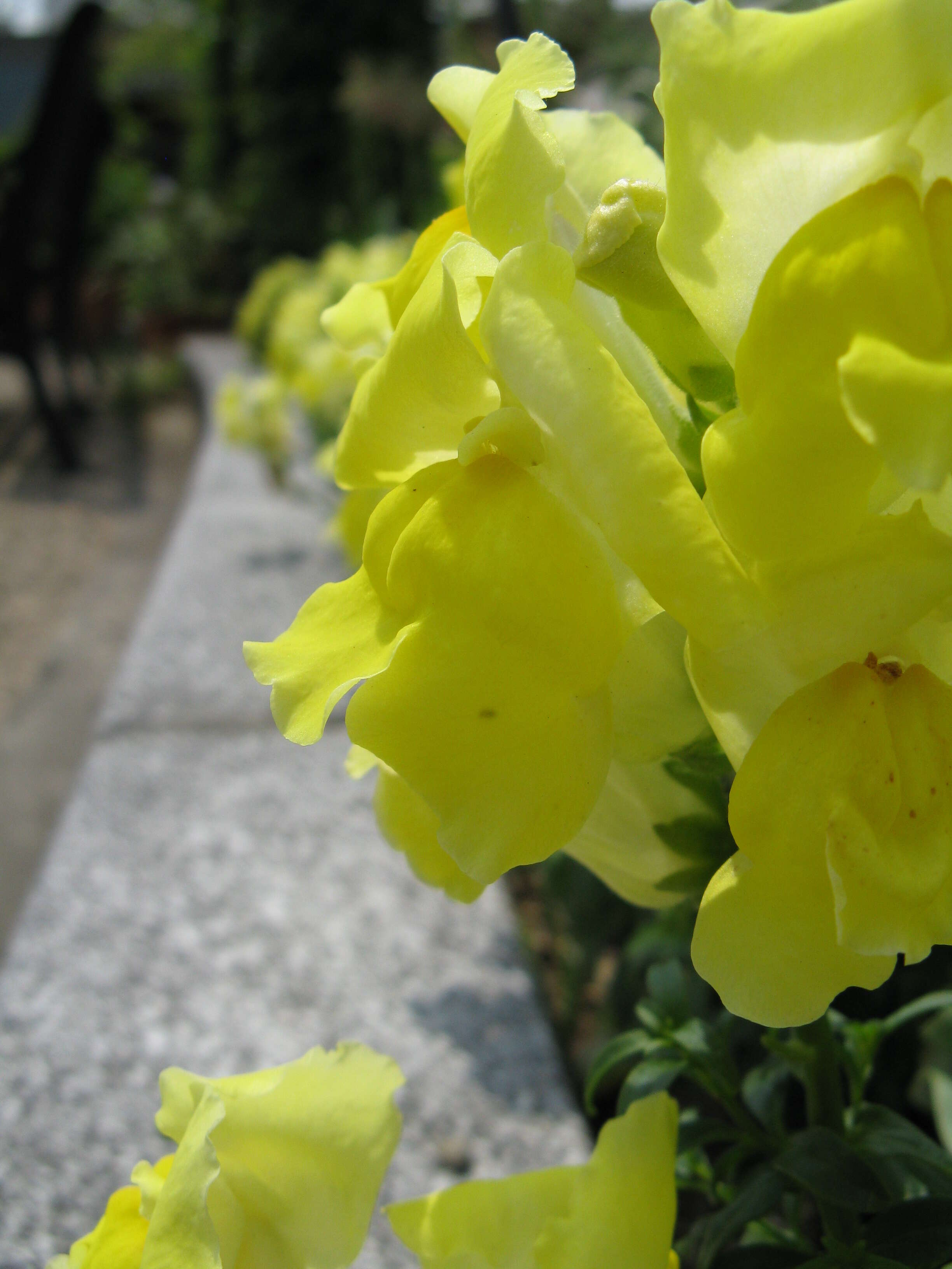 Image of garden snapdragon