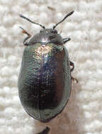 Sivun Plagiodera (Plagiomorpha) californica (Rogers 1856) kuva