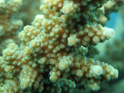 Image of Branch Coral