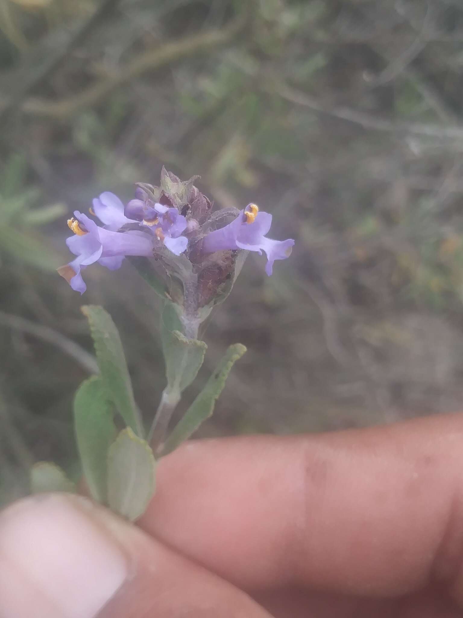 Imagem de Salvia munzii Epling