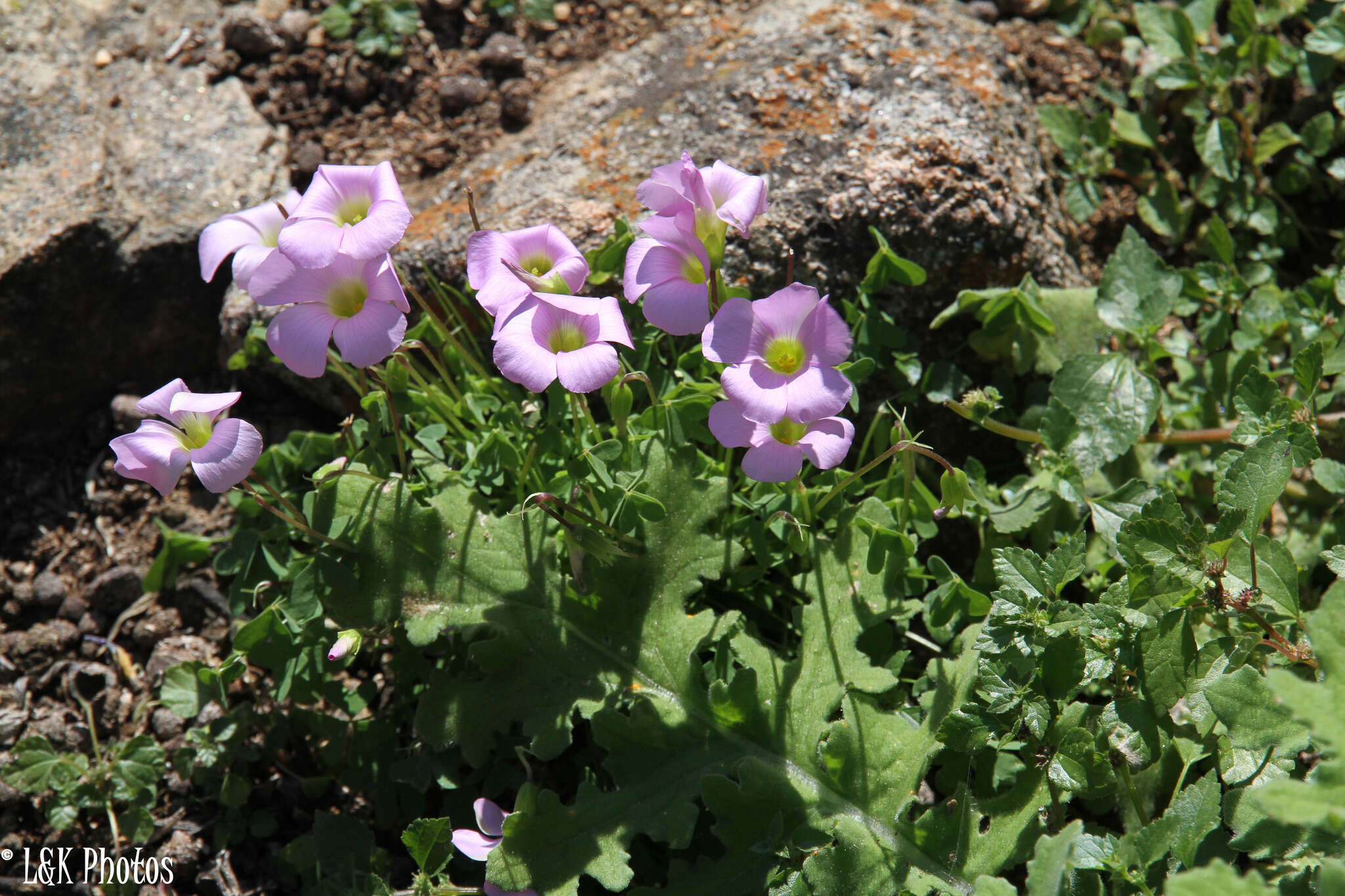 Sivun Oxalis comosa E. Mey. ex Harv. & Sond. kuva