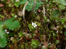 Image of Indian lettuce