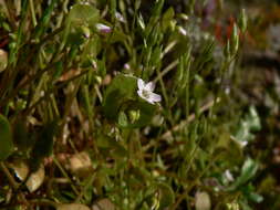 Image of Indian lettuce