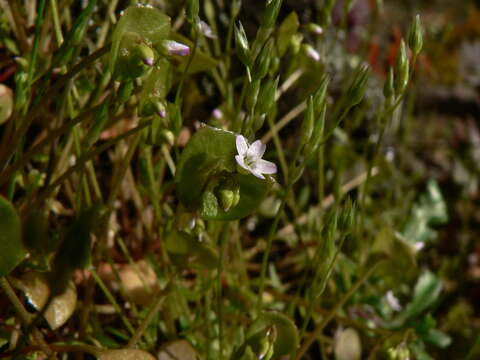 Image of Indian lettuce