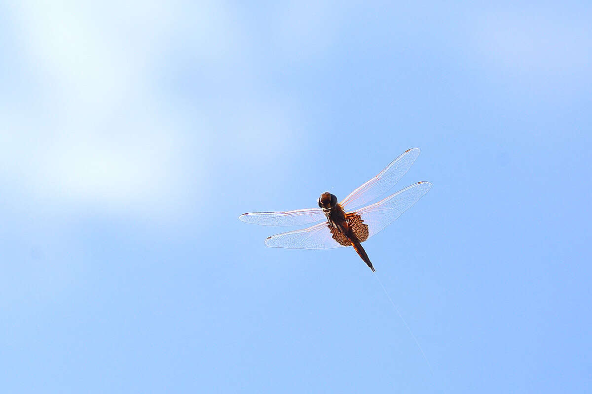 Imagem de Tramea eurybia Selys 1878