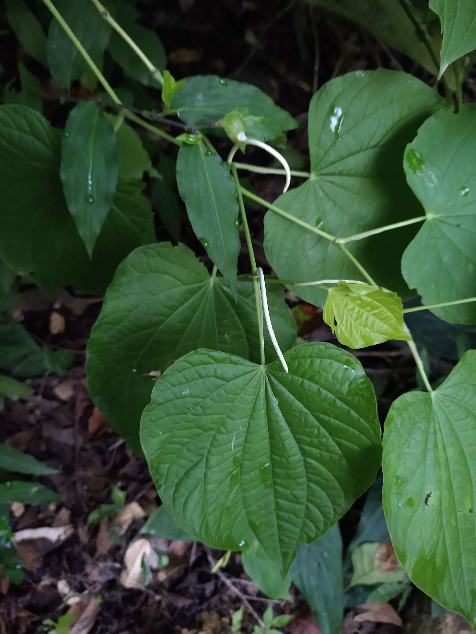 Image de Piper marginatum Jacq.