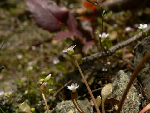 Image of Indian lettuce