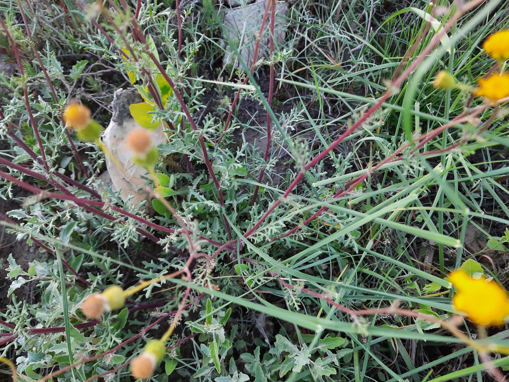 Image de Jacobaea schischkiniana (Sofieva) B. Nord. & Greuter