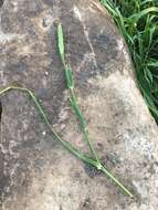 Image of shortspike canarygrass