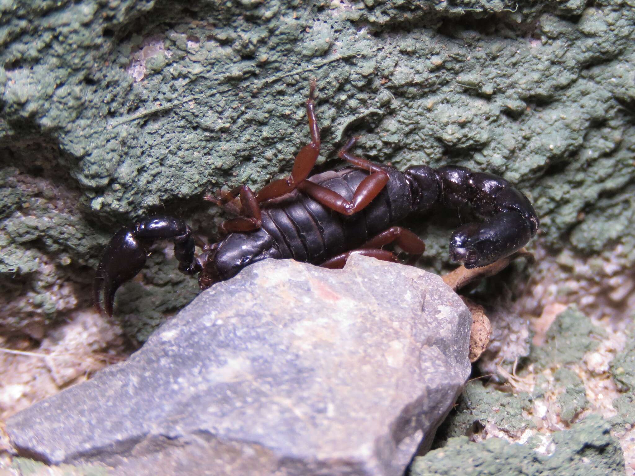 Image of Bothriurus rochensis San Martín 1965