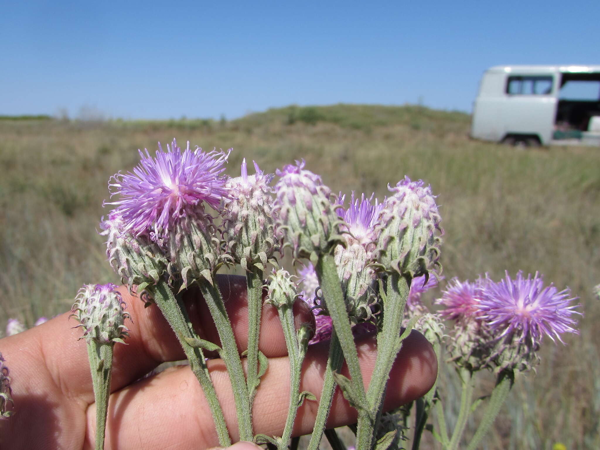 Image of Saussurea robusta Ledeb.