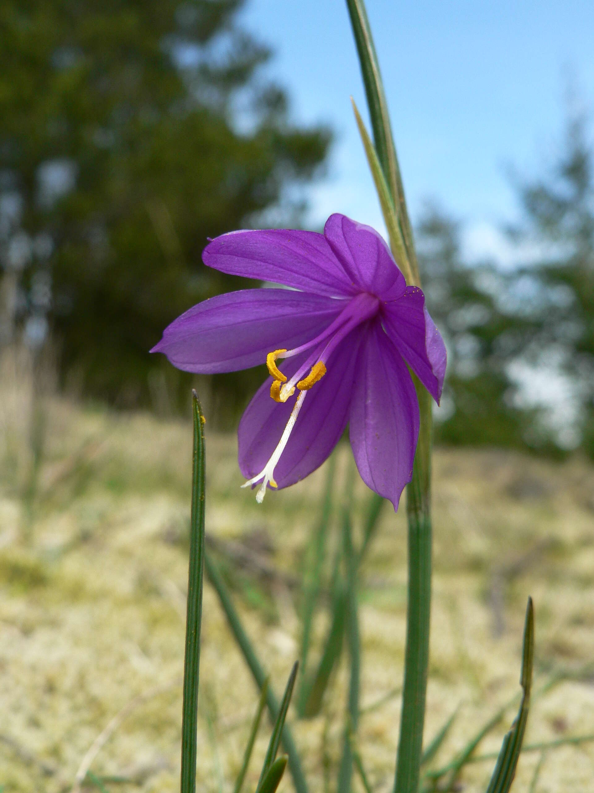 Image of Douglas' grasswidow