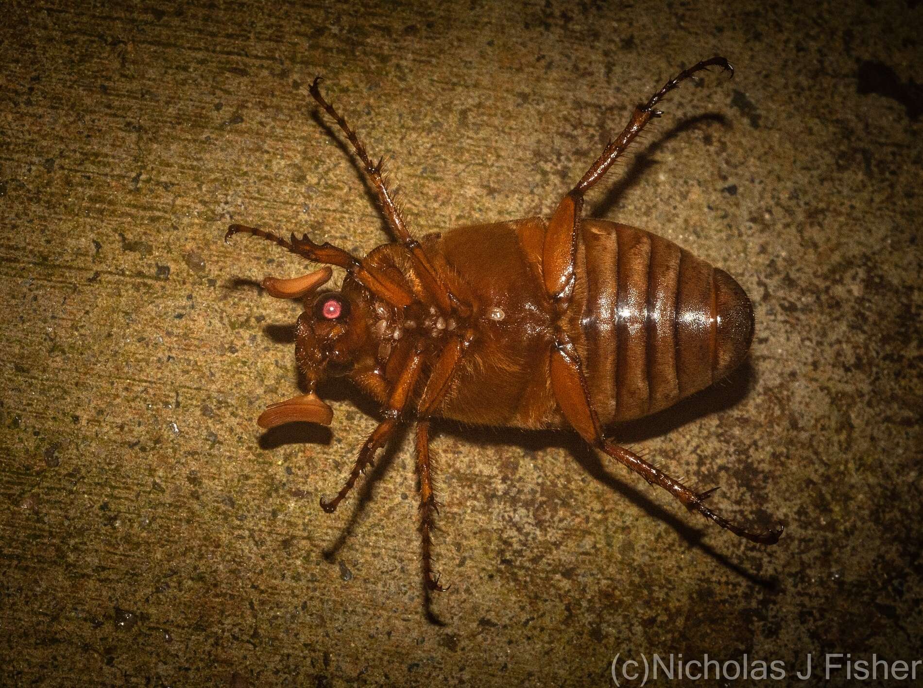 Image of Rhopaea magnicornis Blackburn 1888