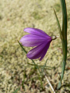 Image of Douglas' grasswidow