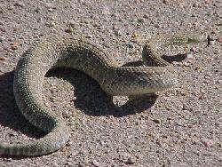 Image of Mohave Rattlesnake