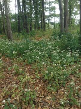 Image of white wood aster