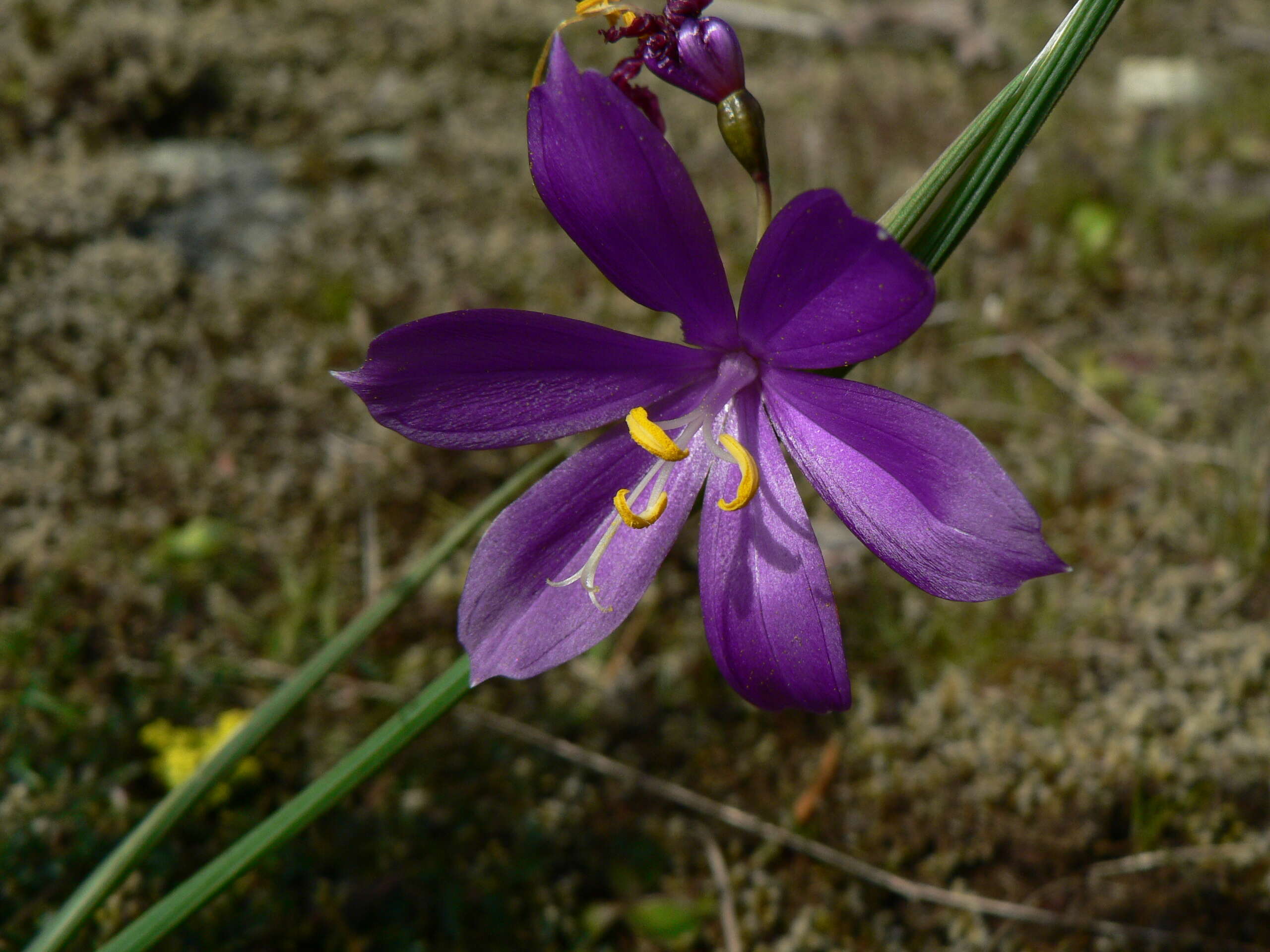 Image of Douglas' grasswidow