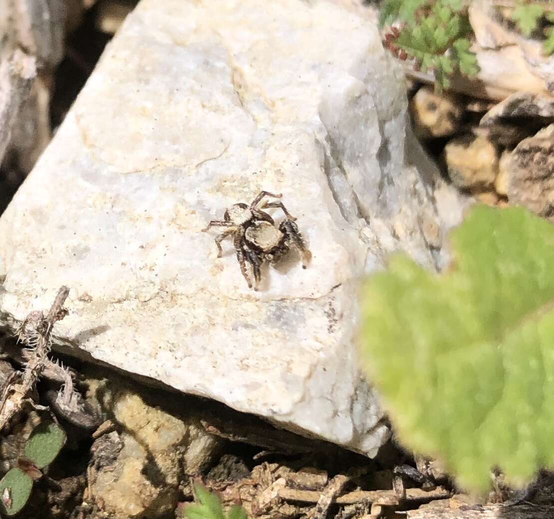 Image of Habronattus californicus (Banks 1904)