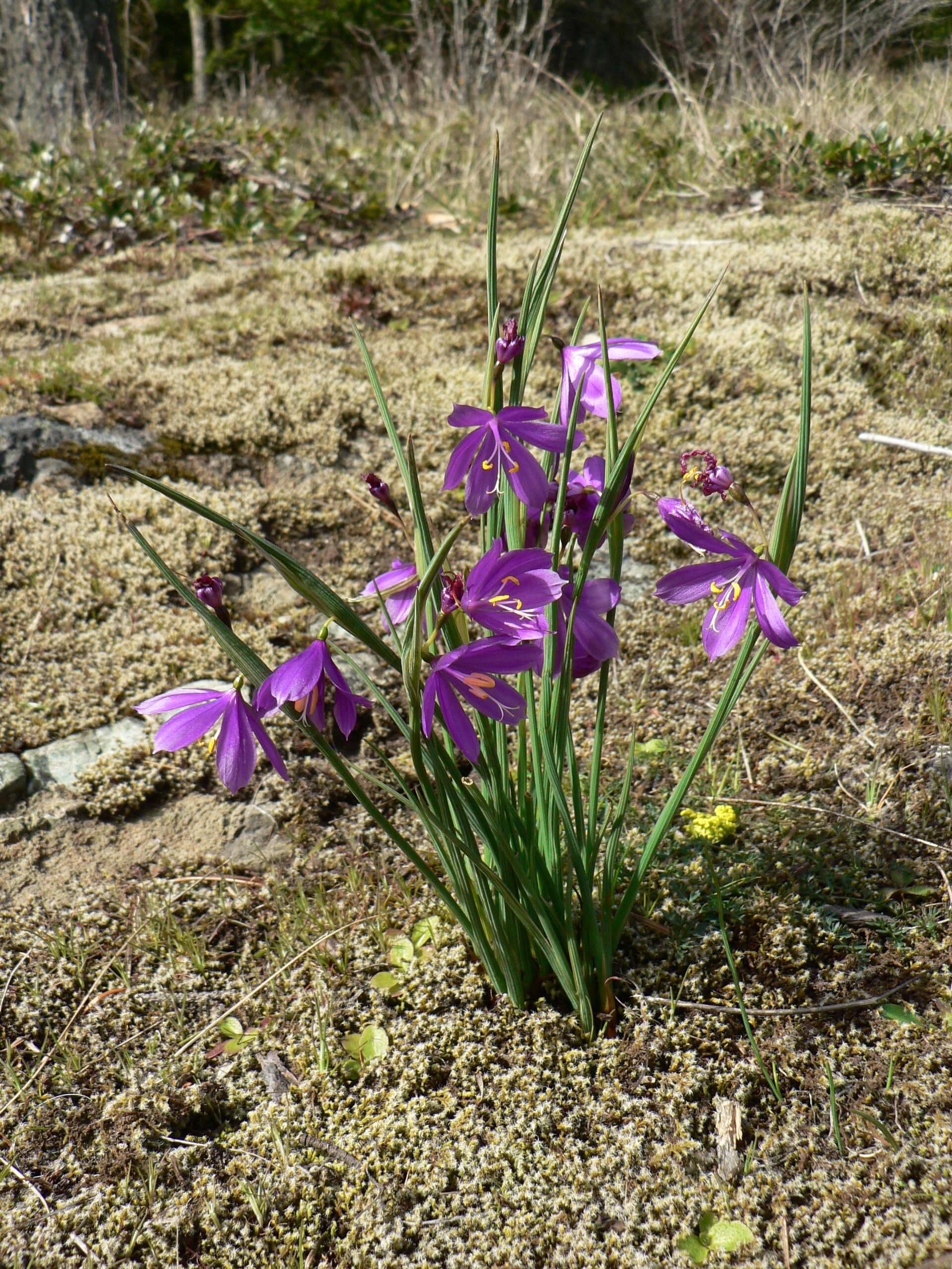 Image of Douglas' grasswidow