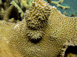 Image of Spine coral