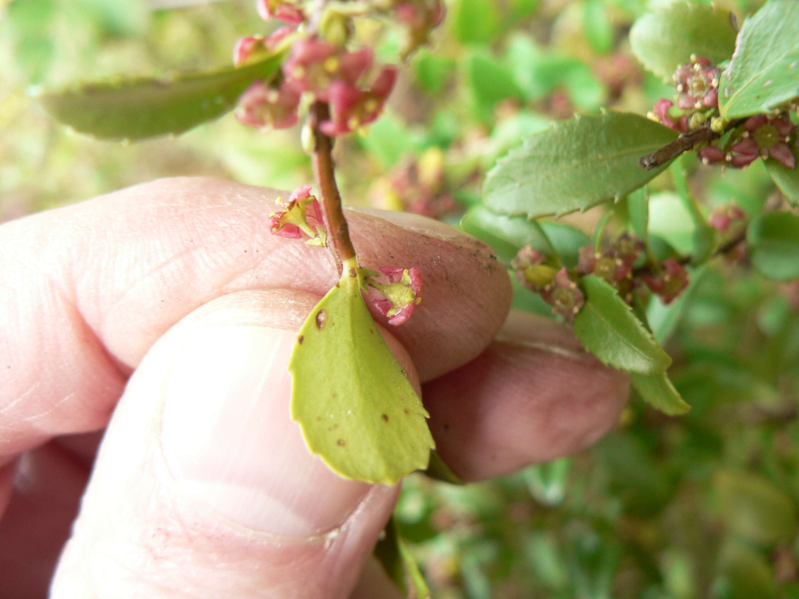 Image of Oregon boxleaf