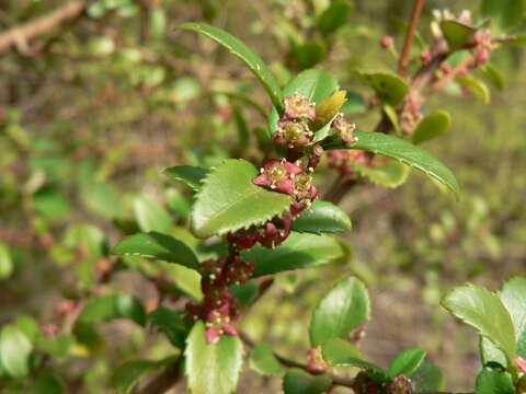 Image of Oregon boxleaf