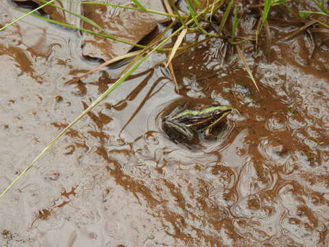 Image of Mascarene Grass Frog