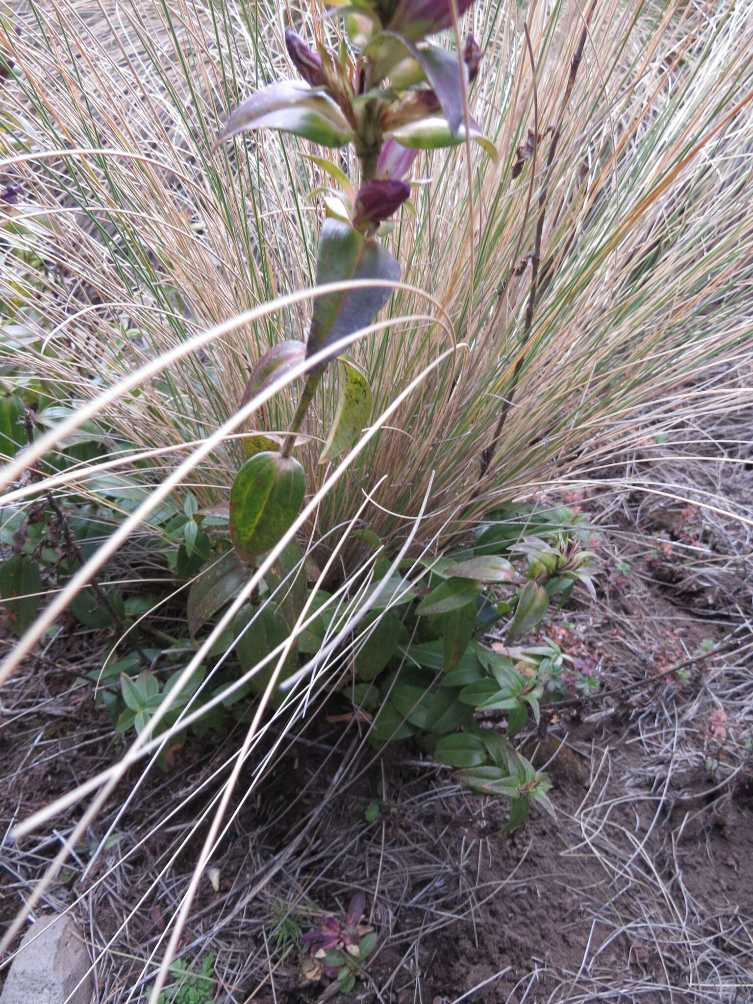 Image de Gentiana spathacea Kunth