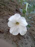 صورة Petunia axillaris (Lam.) Britton