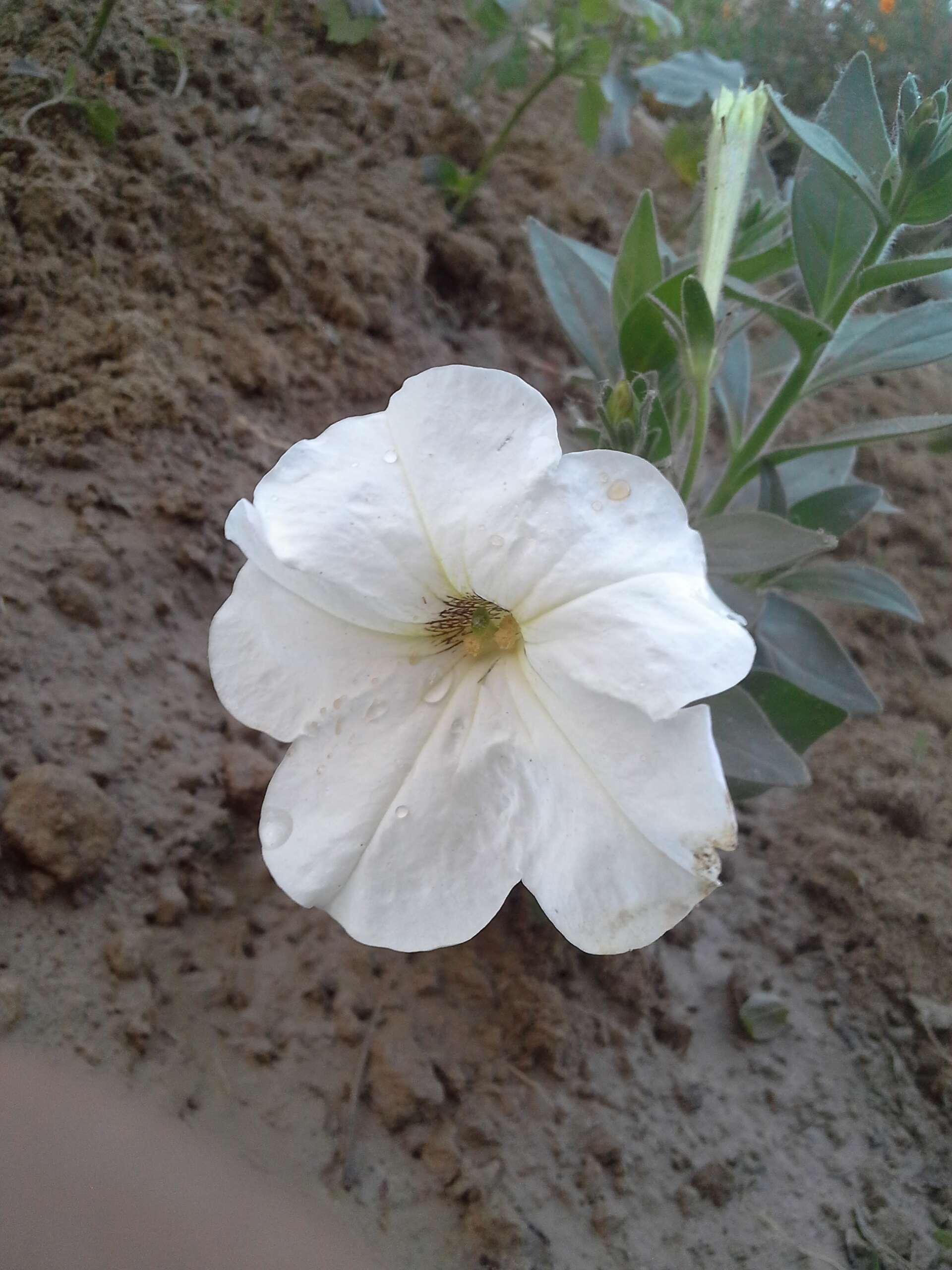 صورة Petunia axillaris (Lam.) Britton