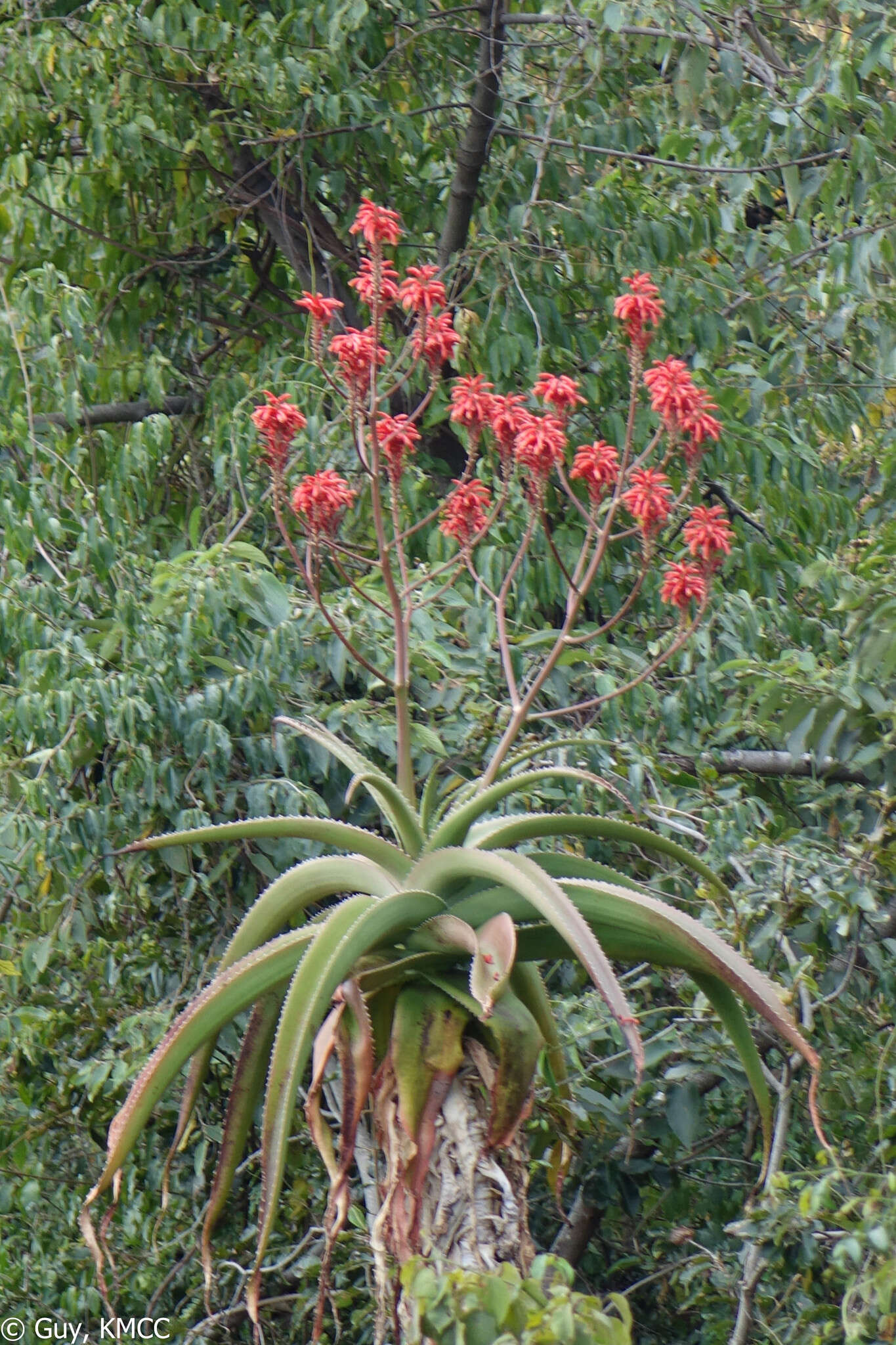 صورة Aloe vaombe Decorse & Poiss.