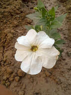 صورة Petunia axillaris (Lam.) Britton