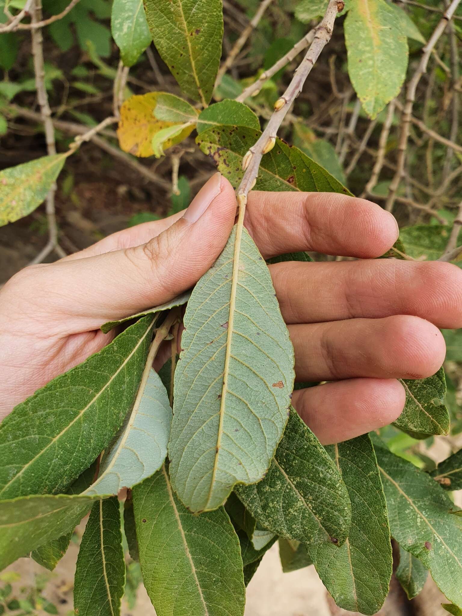 Image de Saule Pédicellé