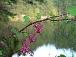 Imagem de Ribes sanguineum Pursh