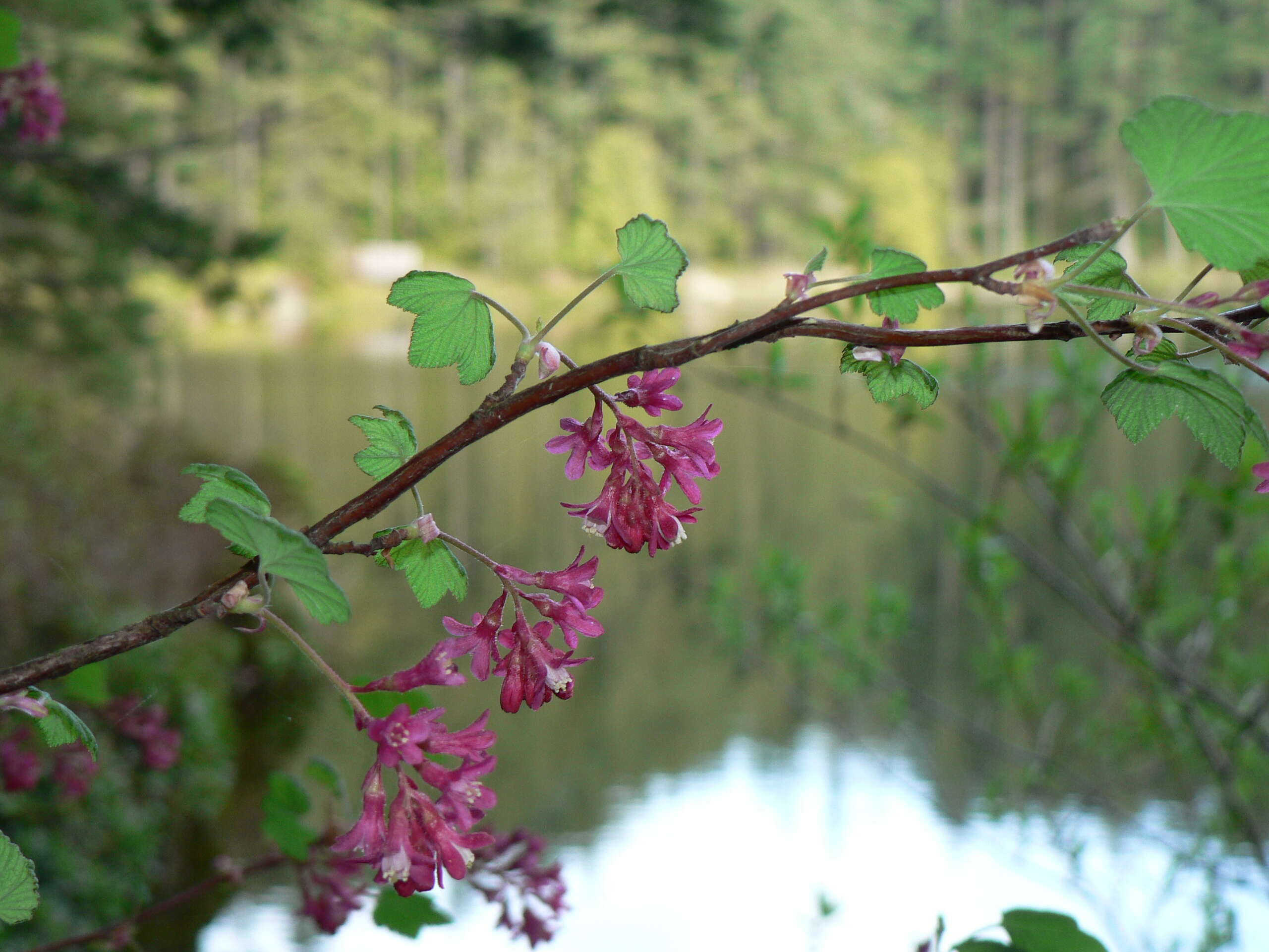 Imagem de Ribes sanguineum Pursh