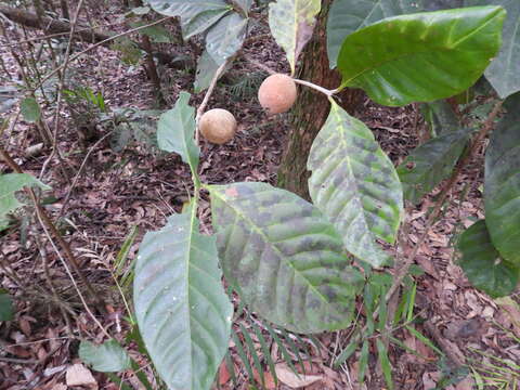 Image of Atractocarpus sessilis (F. Muell.) Puttock