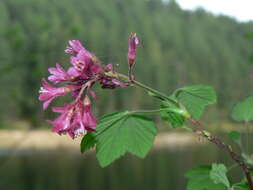 Imagem de Ribes sanguineum Pursh