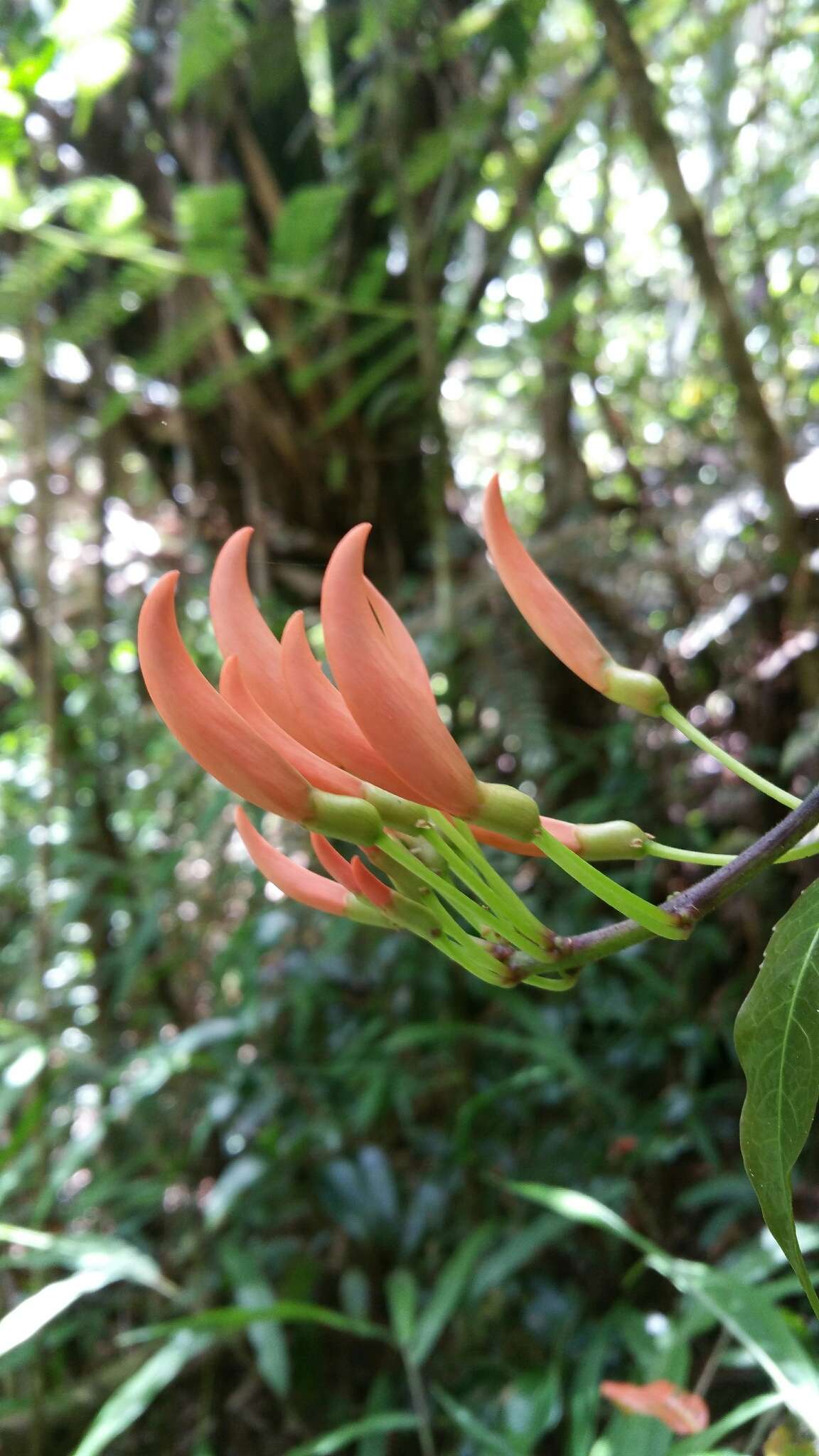 Image of Strongylodon madagascariensis Baker