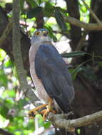 صورة Accipiter fasciatus natalis (Lister 1889)