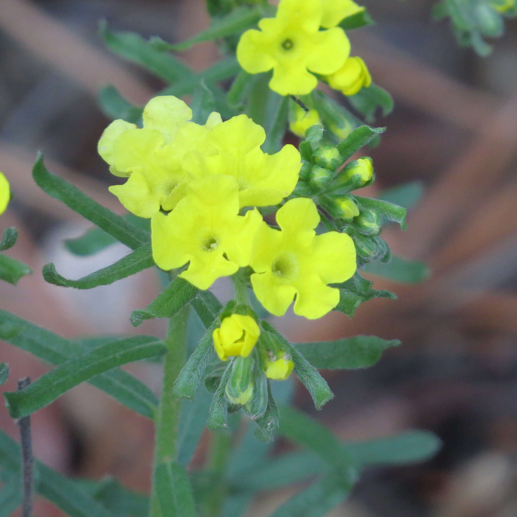 Image of smooththroat stoneseed