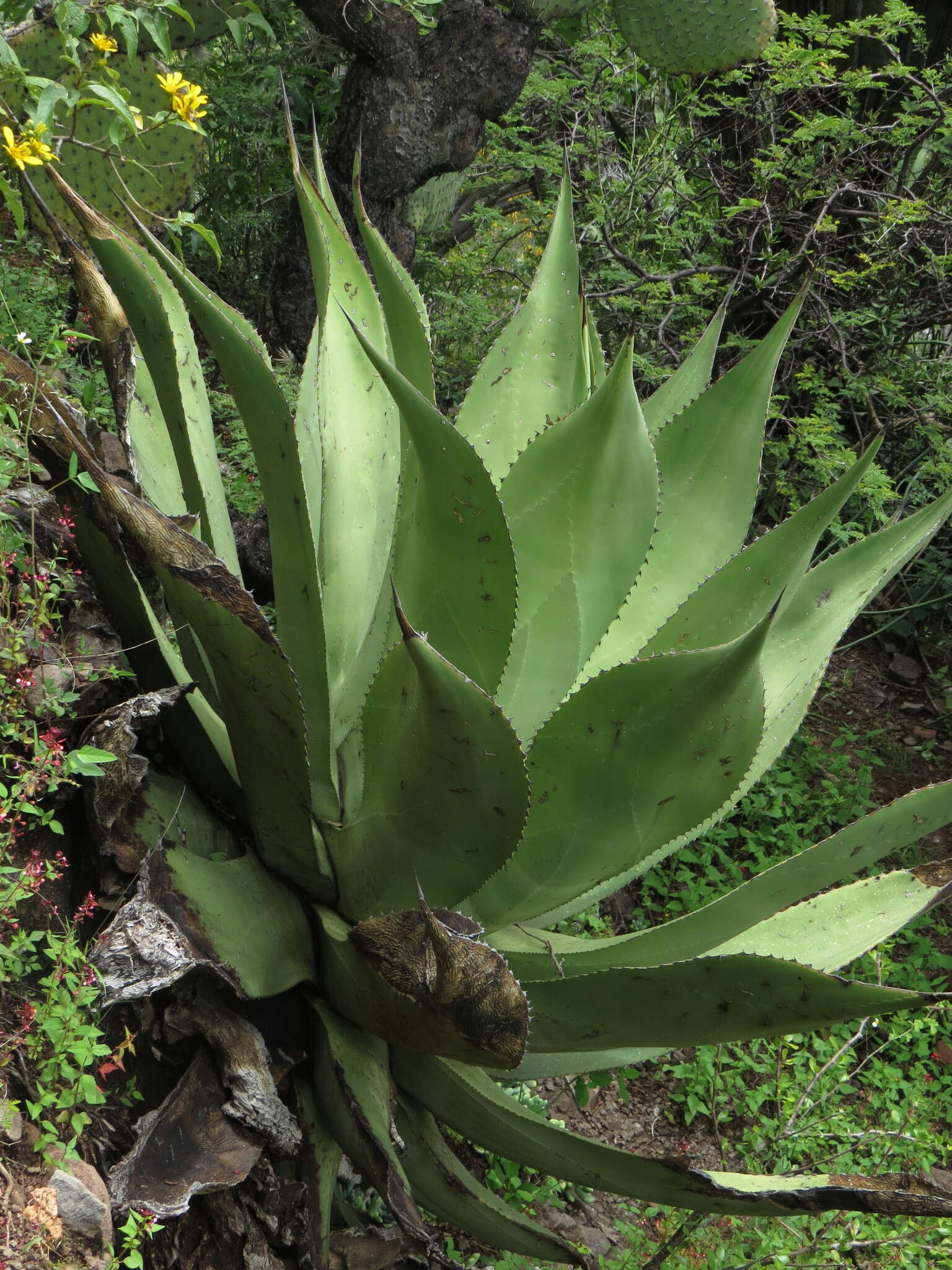 Image of Agave scaposa Gentry