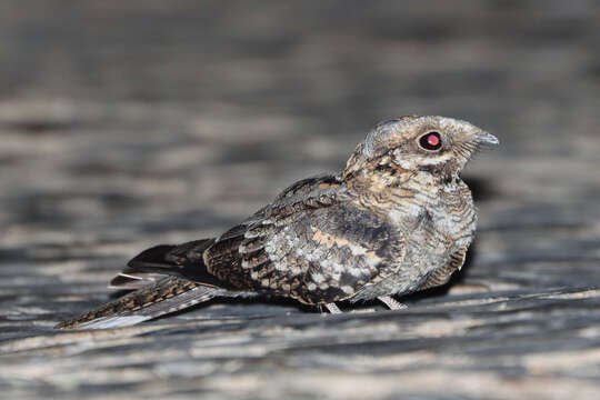 Image of Red-necked Nightjar