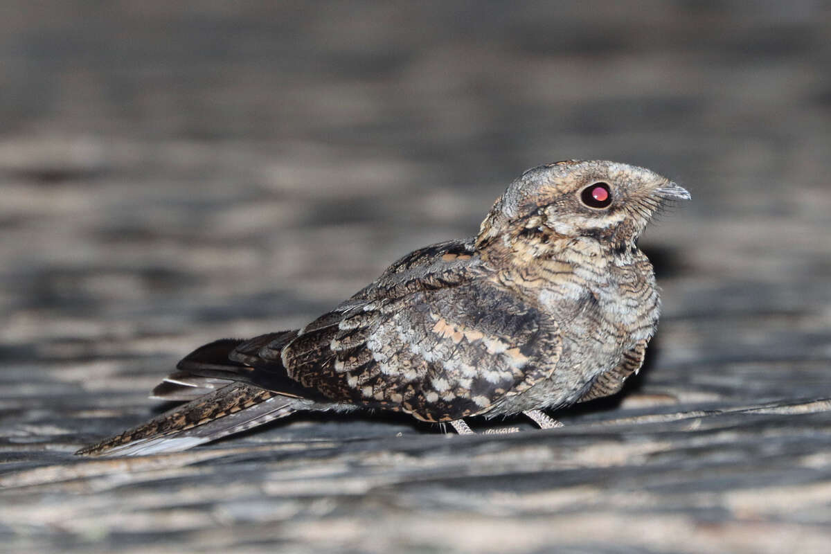 Image of Red-necked Nightjar