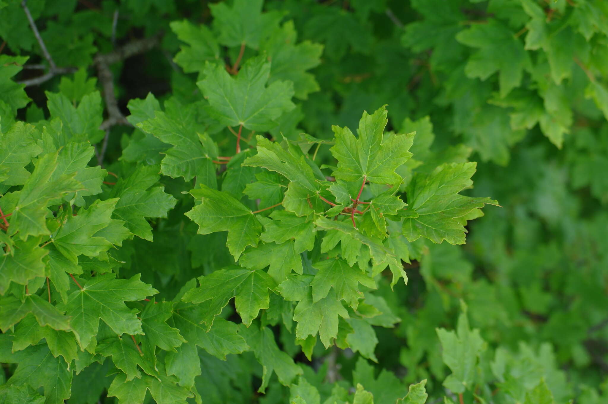 Acer hyrcanum subsp. stevenii (Pojark.) E. Murray的圖片