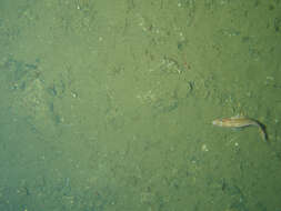 Image of Greenstriped rockfish