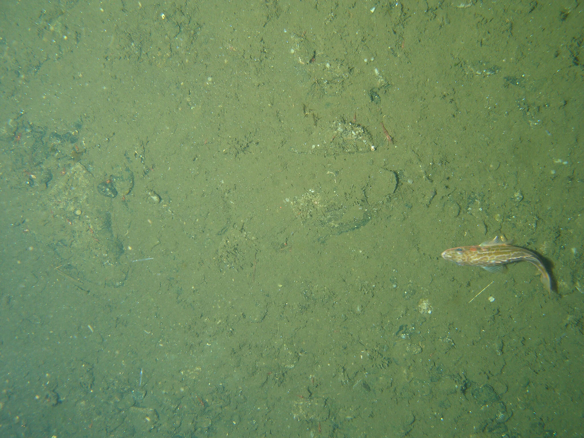 Image of Greenstriped rockfish